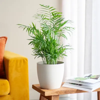 Mexicaanse Dwergpalm - Chamaedorea Elegans - P 17 cm