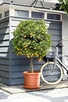 Elho universal saucer round 48 terra - thumbnail