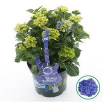 Hydrangea Macrophylla Music Collection "Blue Ballad"® boerenhortensia - 30-40 cm - 1 stuks - thumbnail