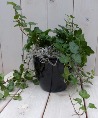 Klimop Hedrea donkergroen zwarte/antraciete pot 25 cm Warentuin Natuurlijk - Warentuin natuurlijk Klimop Hedrea donkergroen zwarte/antraciete pot 25 cm Warentuin Natuurlijk - Warentuin natuurlijk