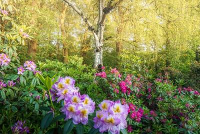 Tuinschilderij bloemen bos 70x50cm Customize-it - Customize it