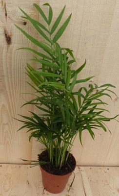 Dwergpalm klein kamerplant Warentuin Natuurlijk - Warentuin natuurlijk
