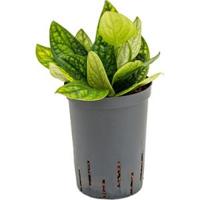 Monstera karstenianum hydrocultuur hangplant - thumbnail