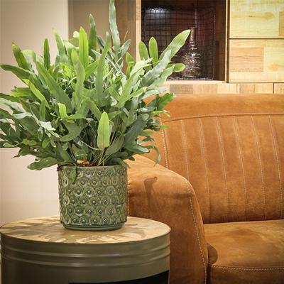 Dekbed Discounter Blauwvaren 'Phlebodium Aureum' Accessoire : Siermand , Plantenvoeding : Met plantenvoeding