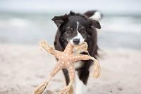 TRIXIE Honden knuffel Be Nordic Zeester Jane, zand - thumbnail