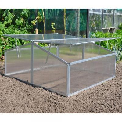 Silver Thyme kweekkas Silver Thyme kweekkas