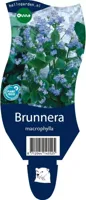 Brunnera macrophylla vaste plant Griffioen - Griffioen - thumbnail