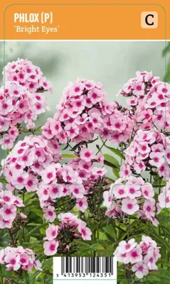 V.I.P.S. Phlox paniculata ''Bright Eyes'' - Flocke (P9)