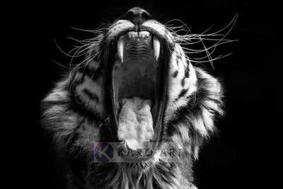 Schilderij - Gapende Tijger , Zwart wit , 3 maten , Wanddecoratie