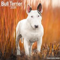Bull Terrier Calendar 2026 Square Dog Breed Wall Calendar - 16 Month - thumbnail