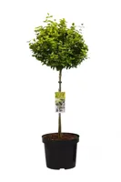 Bontbladige Kardinaalsmuts Gold - thumbnail