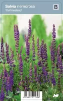 V.I.P.S. Salvia nemorosa ''Ostfriesland'' - prachtsalie p9 - thumbnail