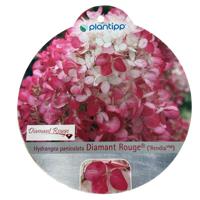 Hortensia Paniculata Diamant Rouge Warentuin Natuurlijk - Warentuin natuurlijk - thumbnail