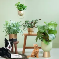 Diervriendelijke Plantenbox - Mix - 4 stuks - thumbnail