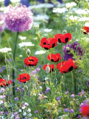 Klaprozen wild 50x70cm Tuinschilderij Customize-it - Customize it