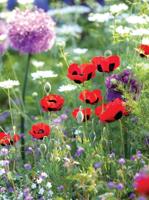 Klaprozen wild 50x70cm Tuinschilderij Customize-it - Customize it - thumbnail