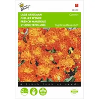 Zaden Tagetes lage Afrikaan Carmen Buzzy - Buzzy - thumbnail