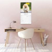 Pomeranian Kalender 2026 - thumbnail