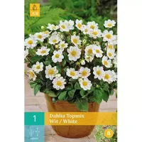 Dahlia topmix wit/white 1st bloembol zomer Dahlia JUB - Jub - thumbnail