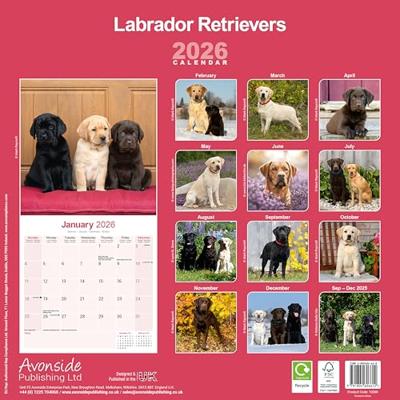 Labrador Retriever Mixed Kalender 2026 Labrador Retriever Mixed Kalender 2026