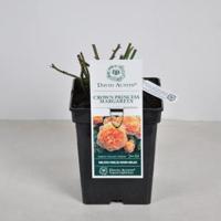 Engelse roos (rosa "Crown Princess Margareta"®) - C3 - 1 stuks - thumbnail