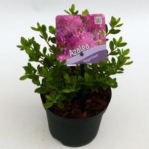 Rododendron (Rhododendron Japonica "Purpurtraum") heester - 15-20 cm - 8 stuks