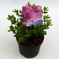 Rododendron (Rhododendron Japonica "Purpurtraum") heester - 15-20 cm - 8 stuks - thumbnail