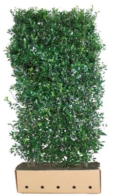 Kant & klaar haag Ilex meserveae Heckenpracht 200 x 100 cm breed Amerikaanse hulst Quickhedge - Quickhedge
