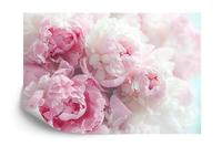 Fotobehang - Bloeiende Pioenrozen, Roze, prachtig aan de wand, in 11 maten te koop, incl behanglijm - thumbnail