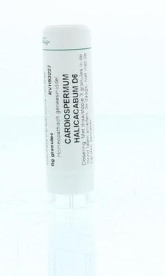 Homeoden Heel Cardiospermum halicacabum D6 6 Gram Homeoden Heel Cardiospermum halicacabum D6 6 Gram