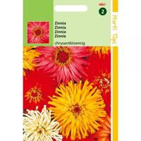 Zaden Zinnia Chrysanthbloemig gemengd Hortitops - Hortitops - thumbnail