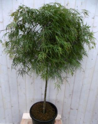 Japanse esdoorn Acer palmatum groen blad stamhoogte 80 cm met flinke kruin Warentuin Natuurlijk - Warentuin natuurlijk