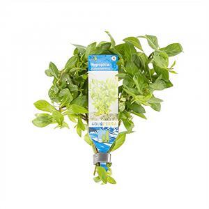 Hygrophila polysperma - 10 stuks - aquarium plant Hygrophila polysperma - 10 stuks - aquarium plant