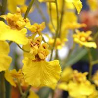 Oncidium deluxe orchidee kunstplant 80cm - geel - thumbnail