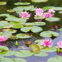 Groeimineraal Ferro Plus 1000 ml Velda - Velda - thumbnail