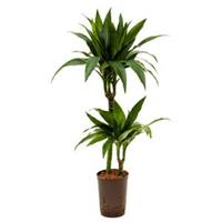 Dracaena janet craig duo hydrocultuur plant - thumbnail