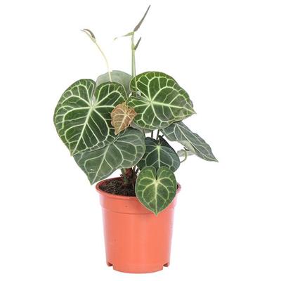 Anthurium Clarinervium - P 15 cm