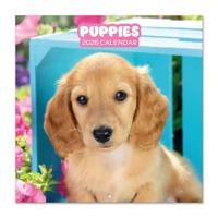 Puppies Kalender 2026 - thumbnail