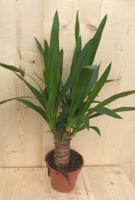 Yucca 60 cm kamerplant Yucca Warentuin Natuurlijk - Warentuin natuurlijk - thumbnail