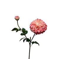 Roberts Collection Kunstbloem dahlia spray 74cm parel - thumbnail