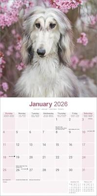 Afghaanse Windhond Kalender 2026 Afghaanse Windhond Kalender 2026