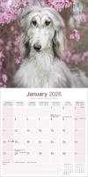 Afghaanse Windhond Kalender 2026 - thumbnail