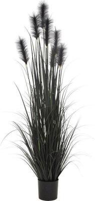 Pluimgras in pot 183 cm zwart Hortus - Hortus