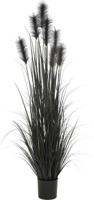 Pluimgras in pot 183 cm zwart Hortus - Hortus - thumbnail