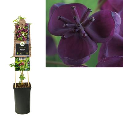 Schijnaugurk (Akebia quinata) klimplant