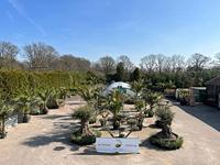 Palmboom - Yucca Rostrata - thumbnail