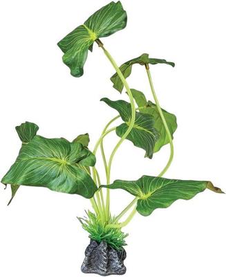 Plant standing elephant ear Repto - Repto Plant standing elephant ear Repto - Repto