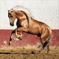 Paarden Kalender 2026 - thumbnail