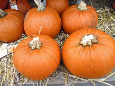 Pompoen 10 tot 20 cm Cucurbita Warentuin Natuurlijk - Warentuin natuurlijk