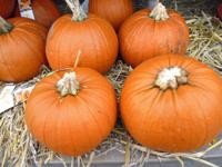 Pompoen 10 tot 20 cm Cucurbita Warentuin Natuurlijk - Warentuin natuurlijk - thumbnail